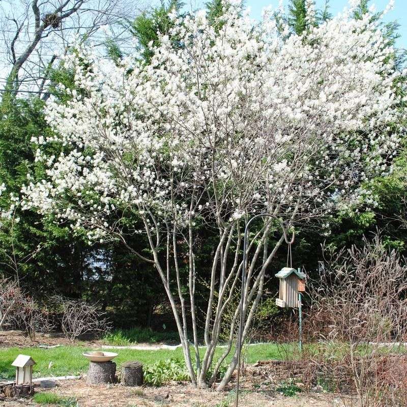 Serviceberry (Amelanchier spp.)