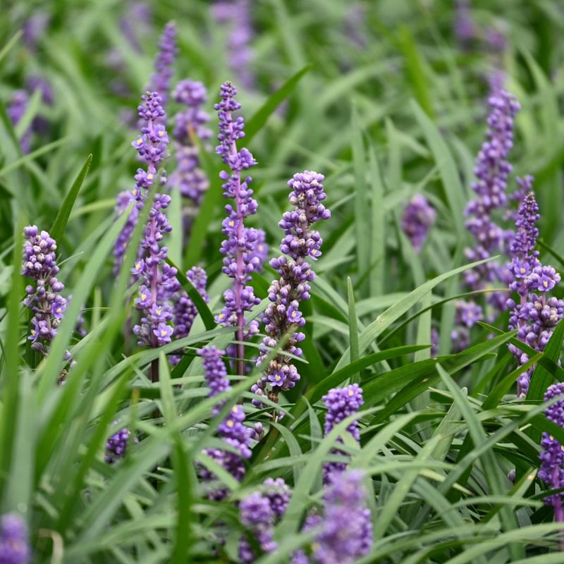 Liriope (Liriope muscari) – Groundcover
