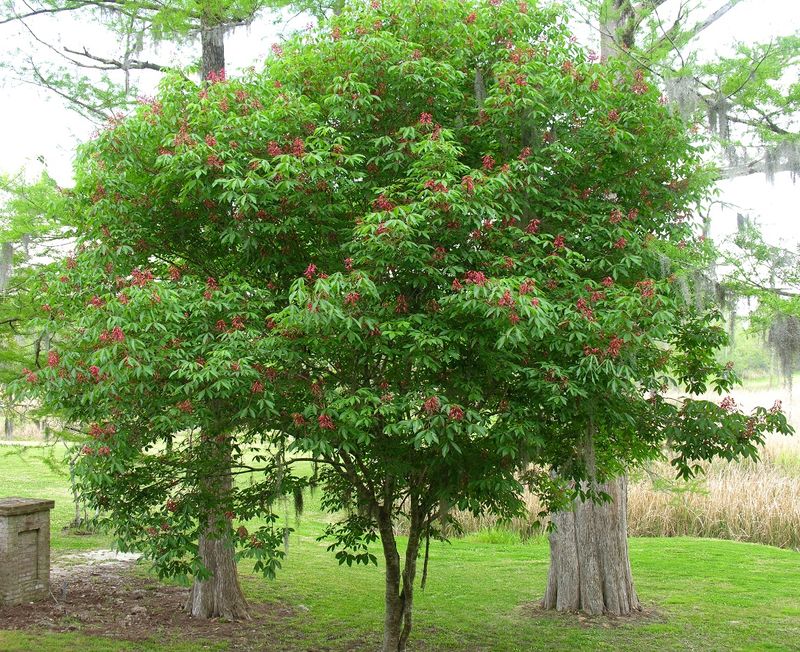 Ohio Buckeye Is A True Native Classic