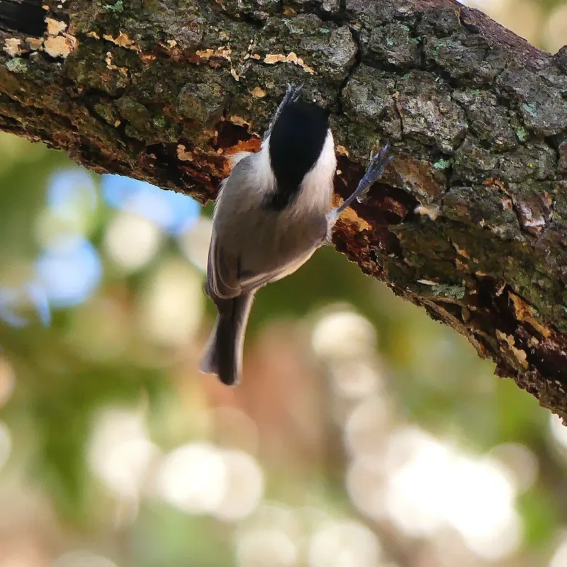 White Oak Supports Generations Of Wildlife