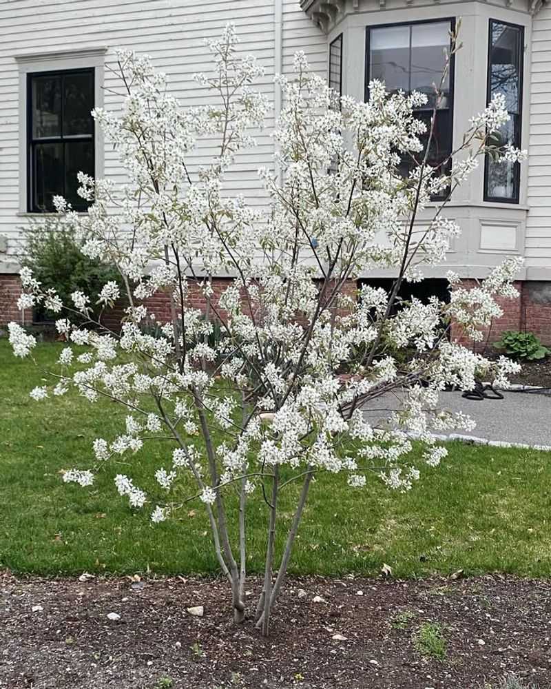 Serviceberry