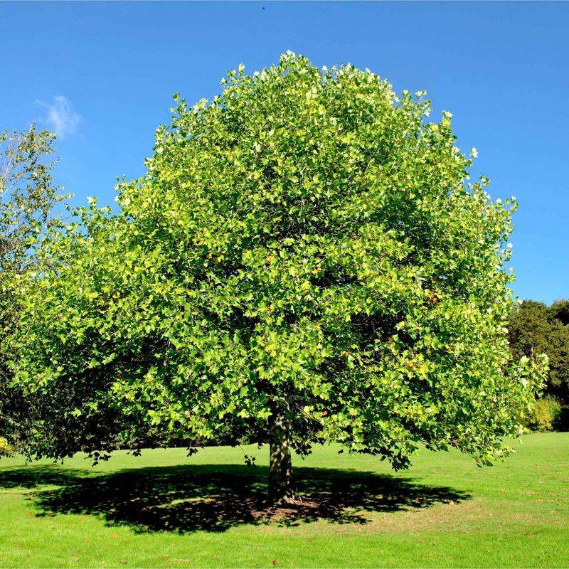 Tulip Tree Grows Tall For Quick Backyard Cover