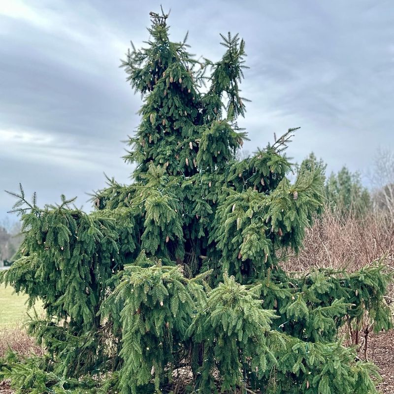 Norway Spruce (Picea Abies)