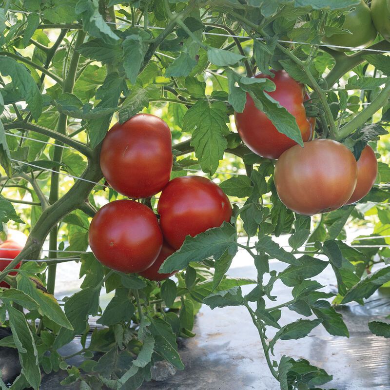 Unity Beefsteak Tomato (Solanum Lycopersicum)