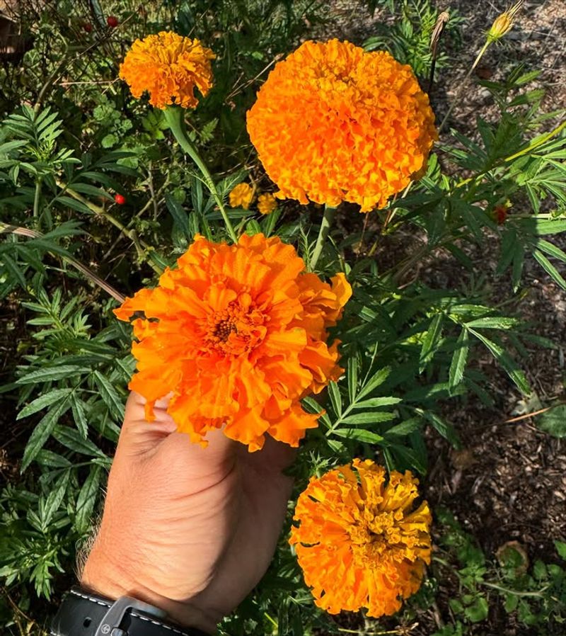 Traditional Garden Symbol Of Protection