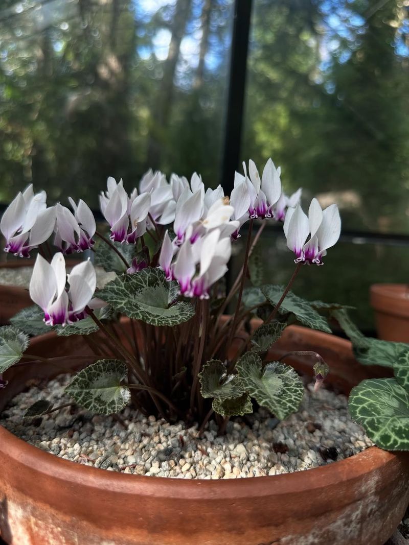 Cyclamen