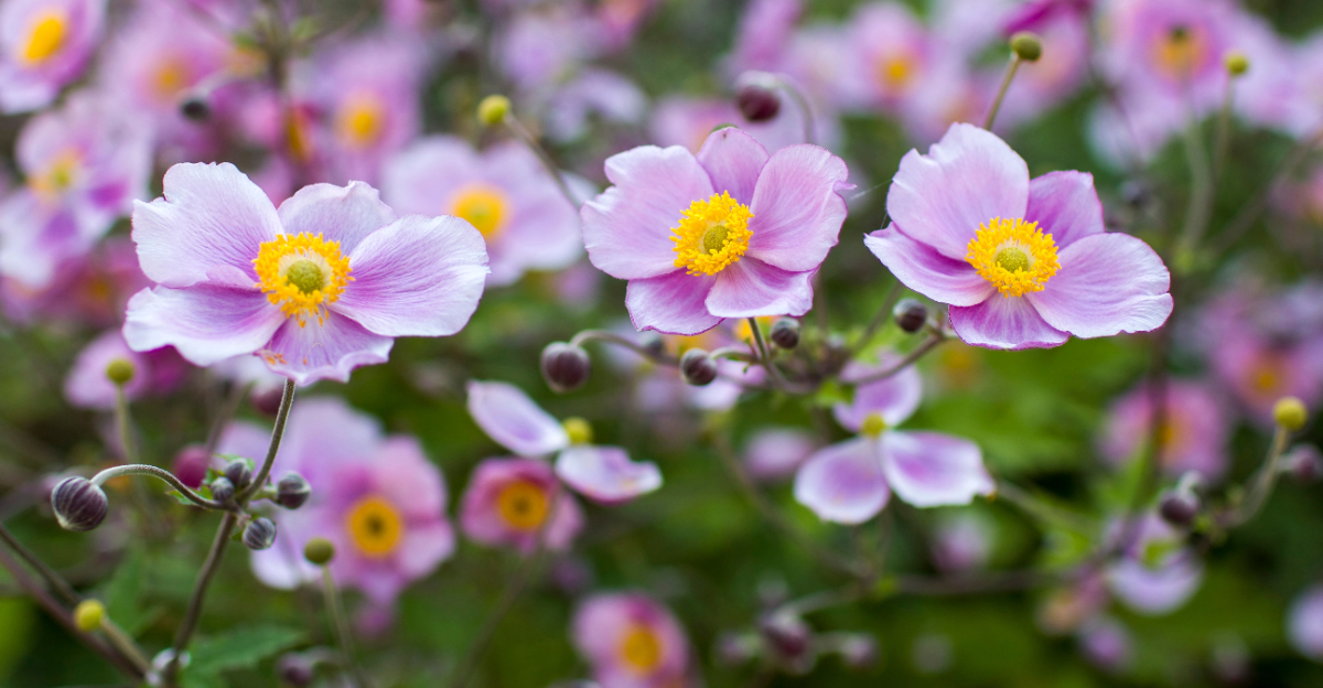 flowers (featured image)