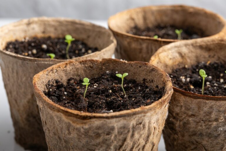 starting petunia indoors