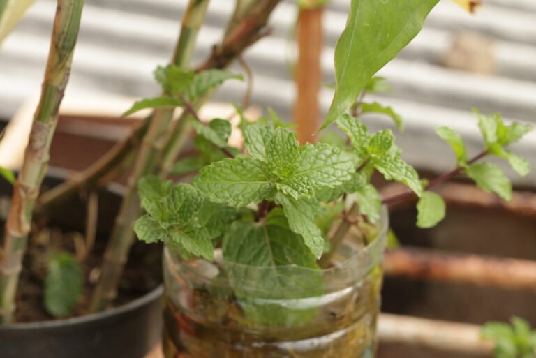 mint in plastic bottle