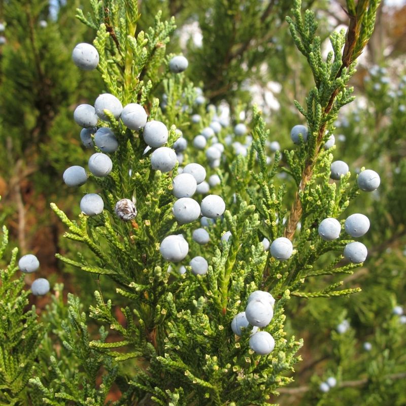 Provides Winter Interest In The Garden