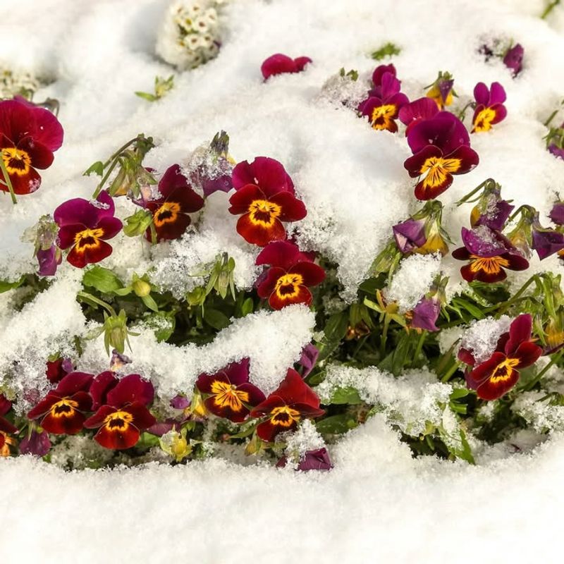 Pansies Thrive In Cool March Weather Across North Carolina