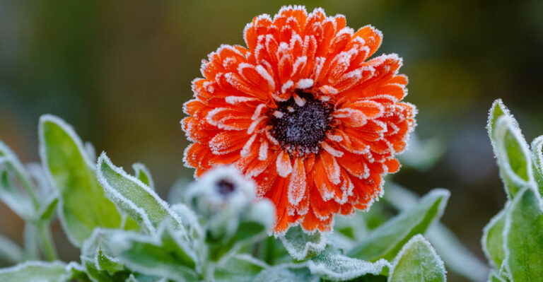 orange flower in snow