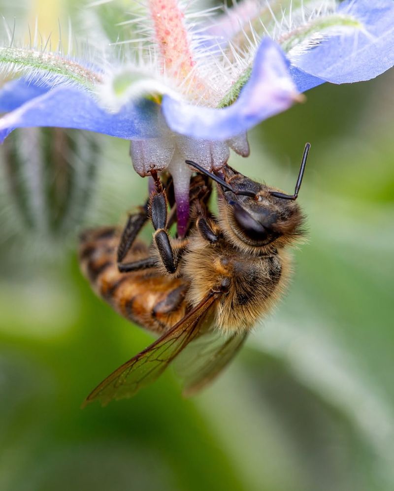 Self-Seeding And Surprisingly Low-Maintenance