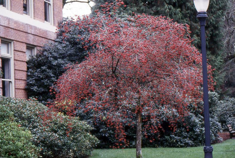 Seasonal Interest With Colorful Foliage
