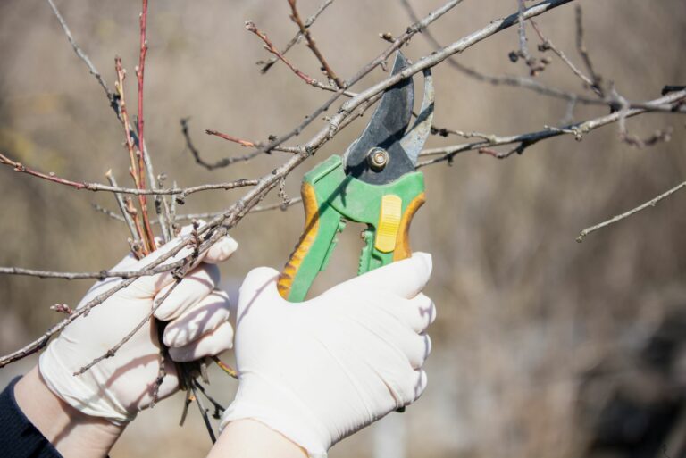 winter pruning for fruit trees