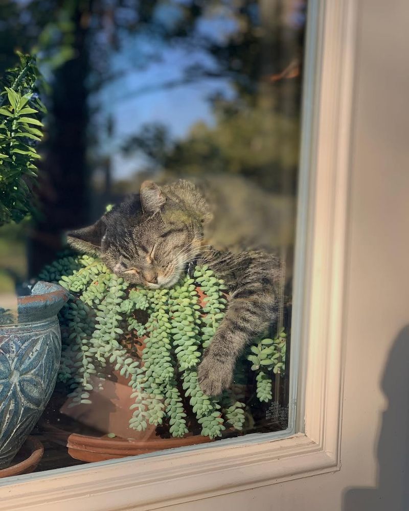 Burro's Tail Trails Beautifully And Is Non-Toxic To Pets