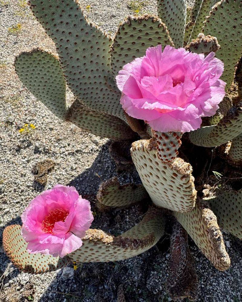 Santa Rita Prickly Pear And Beavertail Prickly Pear In A Bold Desert Pairing