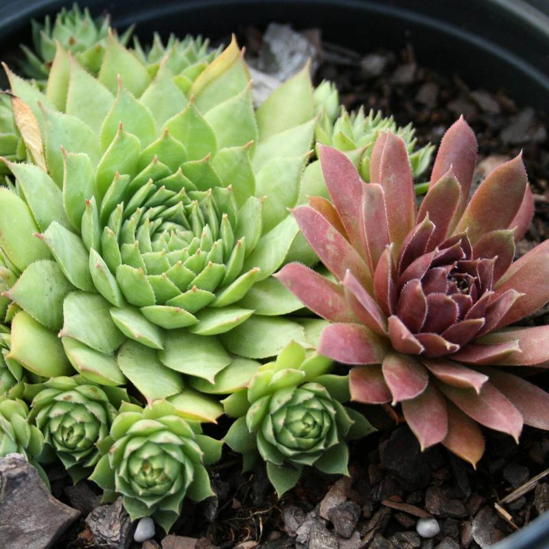 Hens And Chicks (Sempervivum spp.)