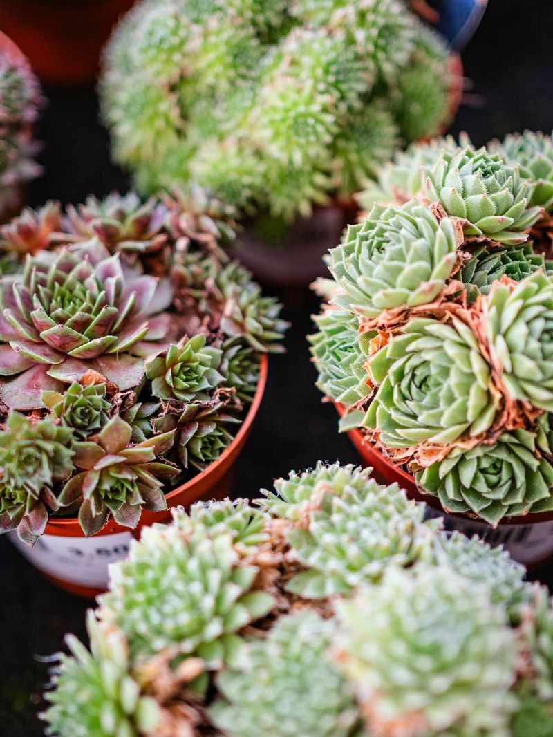 Sempervivum Brings Hardy Charm Without The Harm