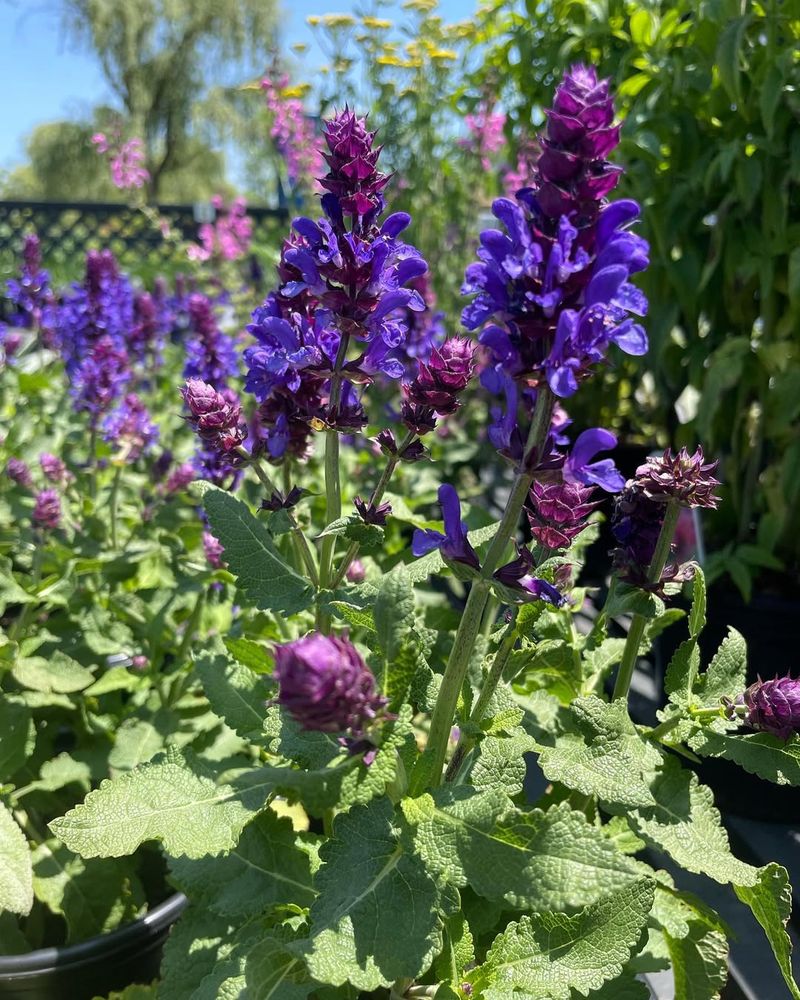 Salvia (Perennial varieties)