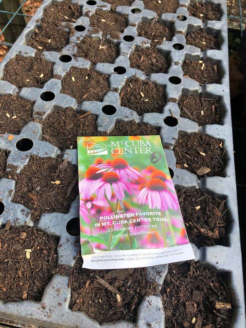 Sow Seeds In Small Pots With Light, Moist Soil