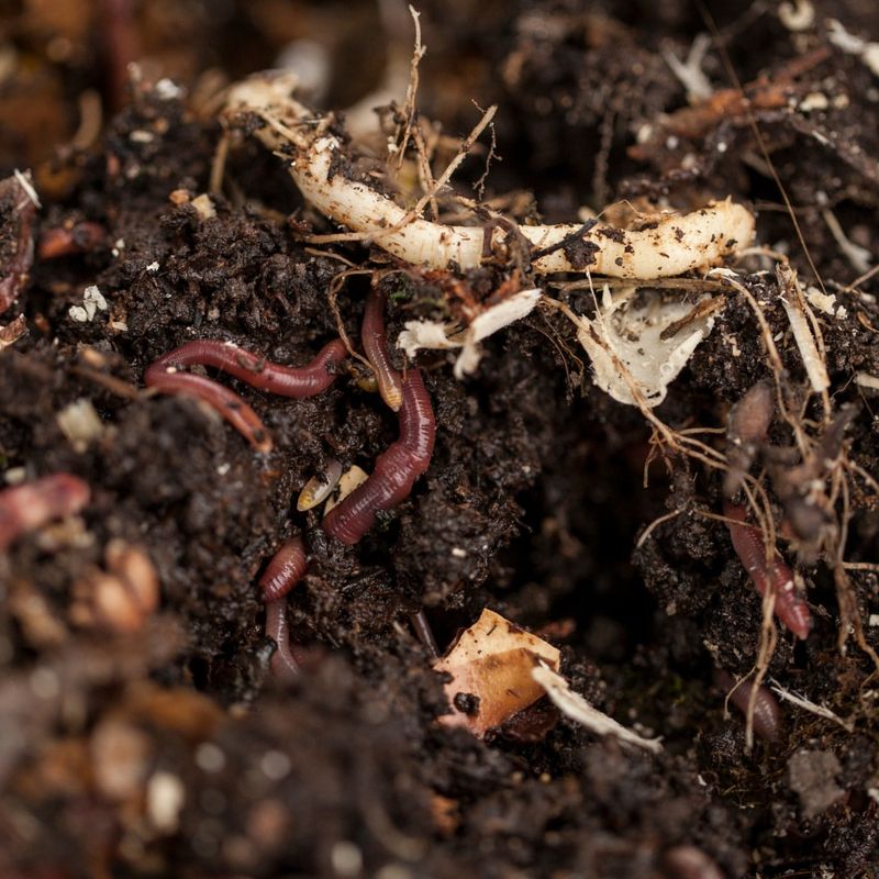 Composting And Soil Regeneration
