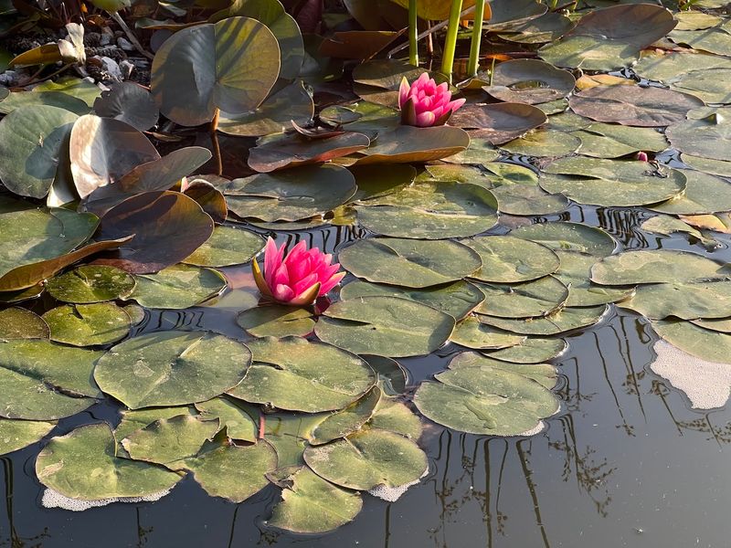 Beautiful Themed Garden Areas To Explore