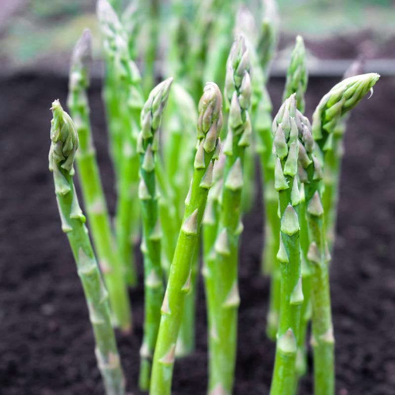 Asparagus