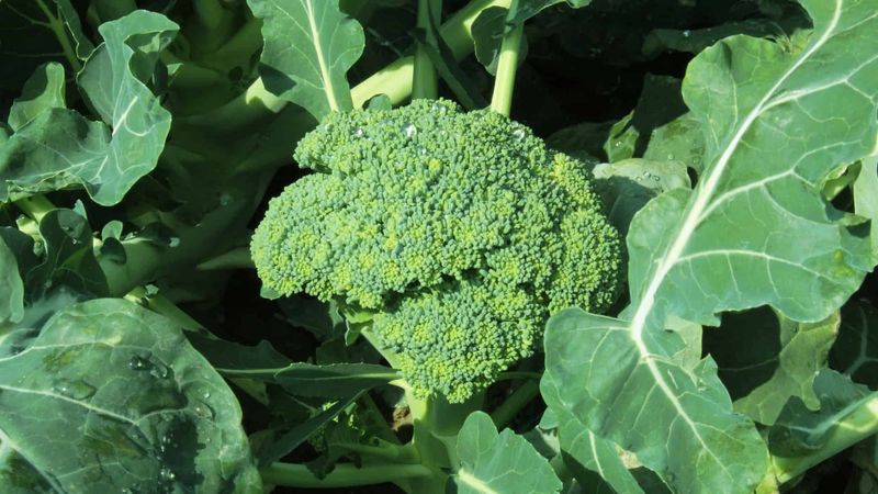 Broccoli (Brassica Oleracea Var. Italica)
