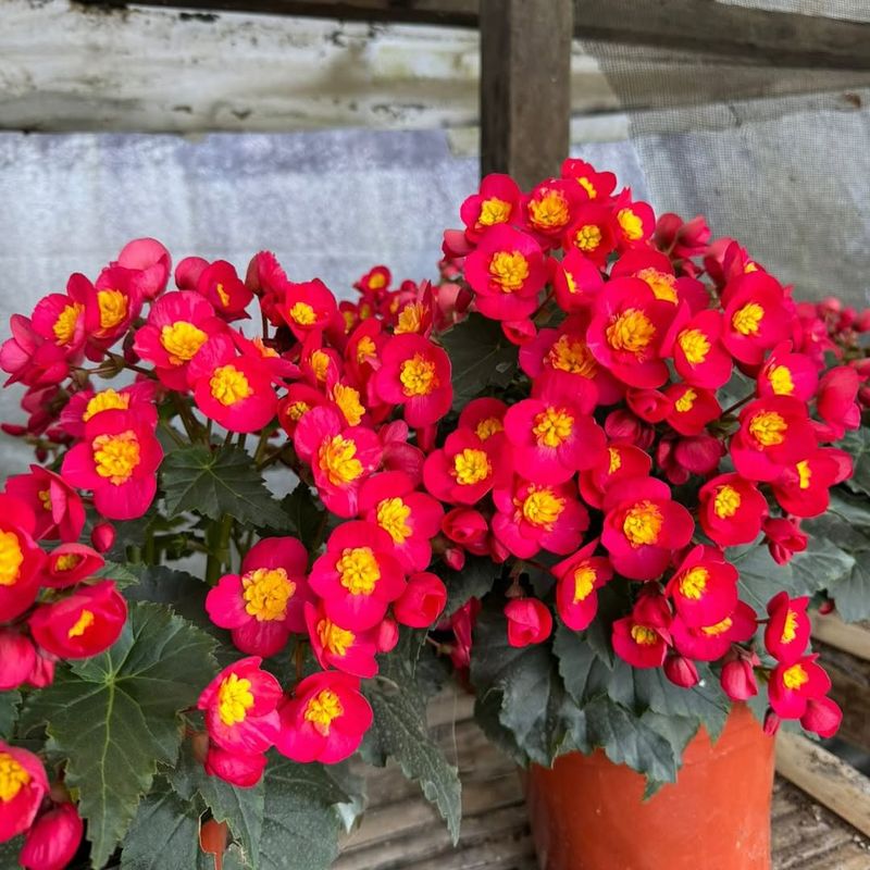 Provide Bright, Indirect Light