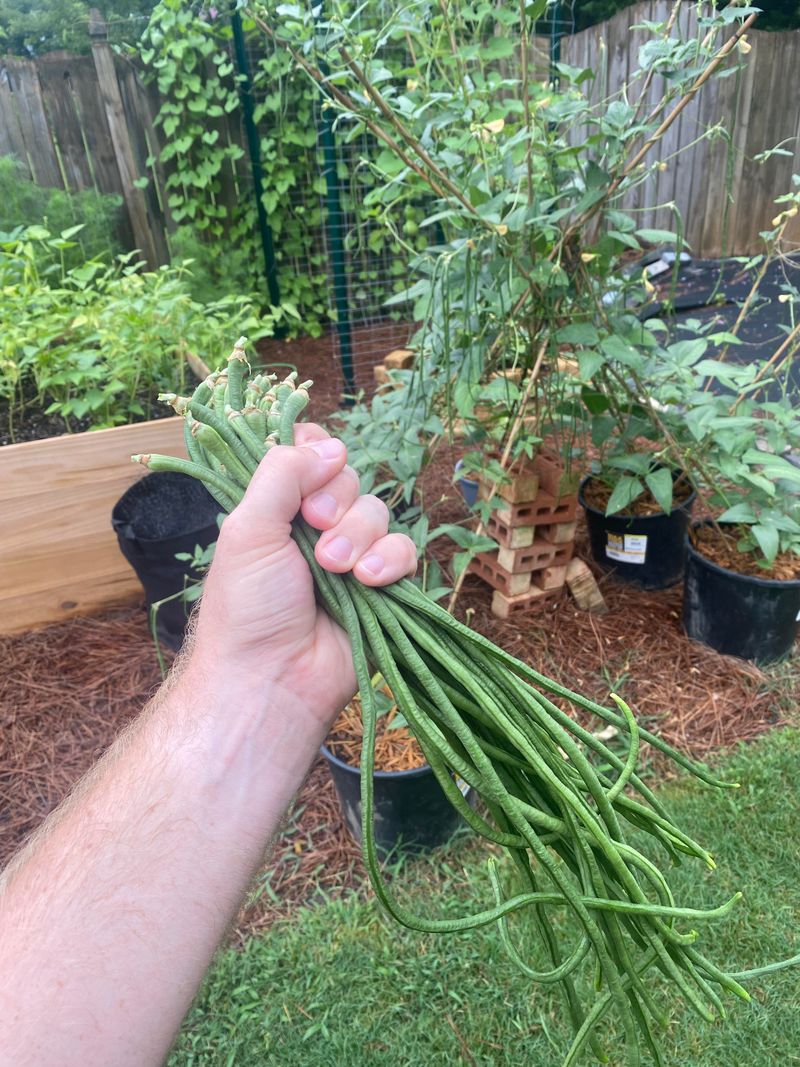Yardlong Beans Thrive In Georgia Summer Heat