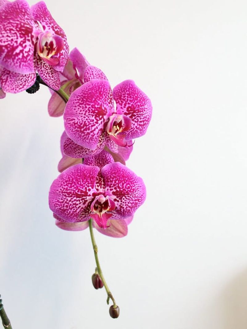 Beauty That Lasts Long After Valentine's Day