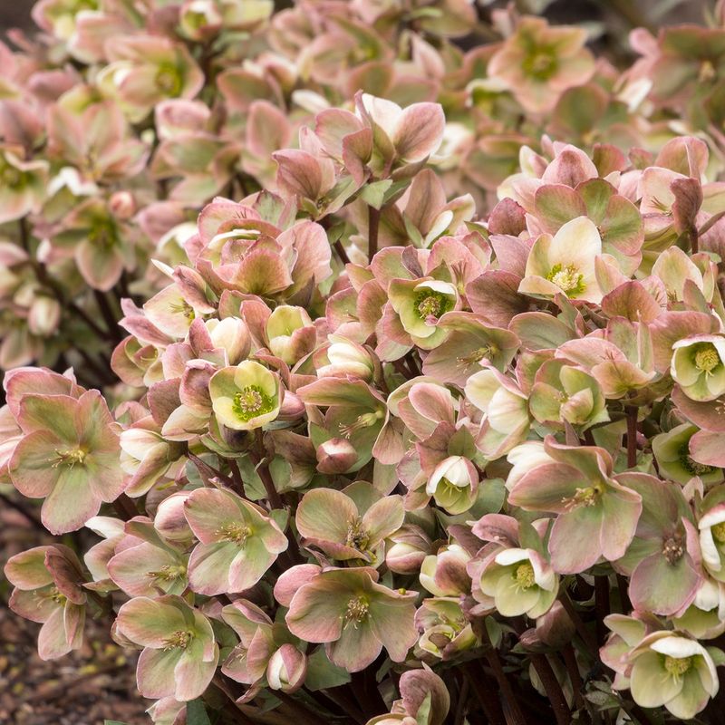 Cold-Hardy For Oregon Winters