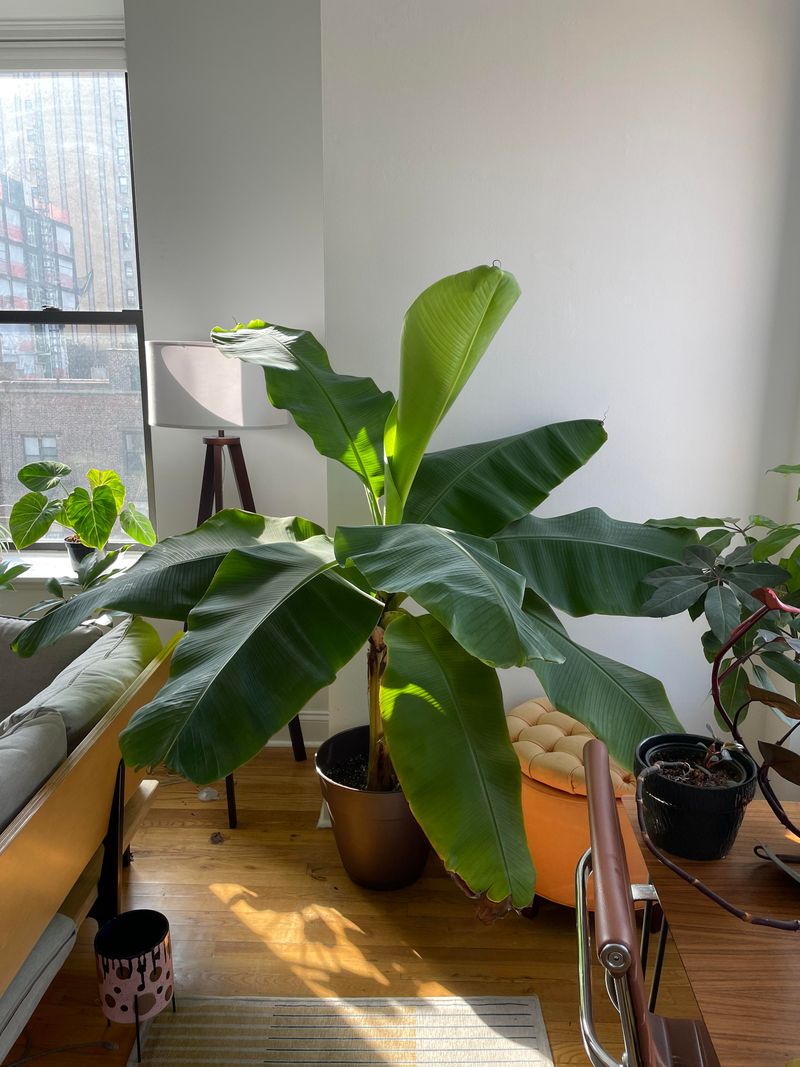 Dwarf Banana Plant Creates Broad, Lush Foliage In Sunny Spots