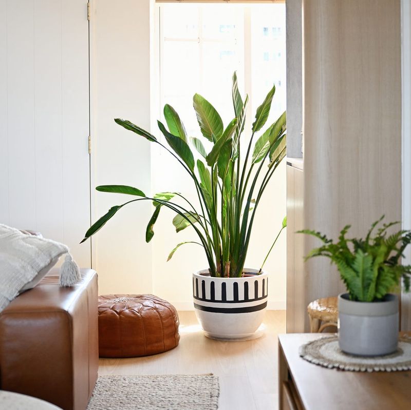 Banana Plant Creates A Lush Tropical Indoor Feel