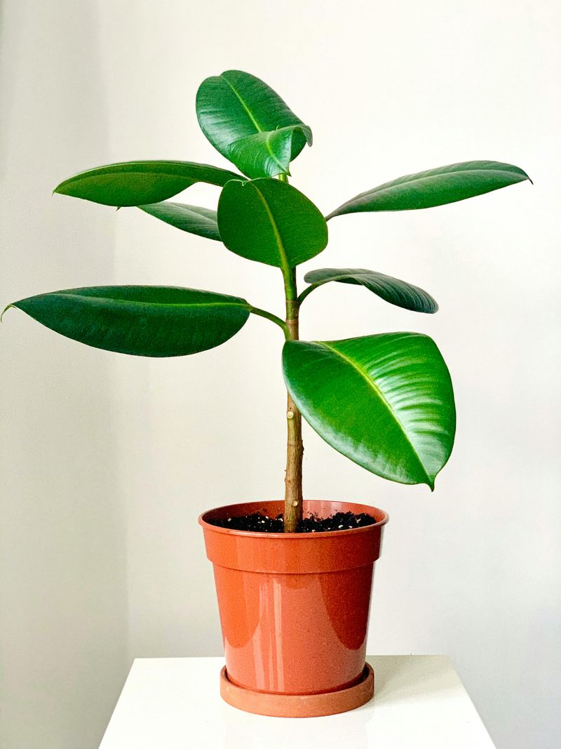 Rubber Plant Delivers Bold Glossy Elegance