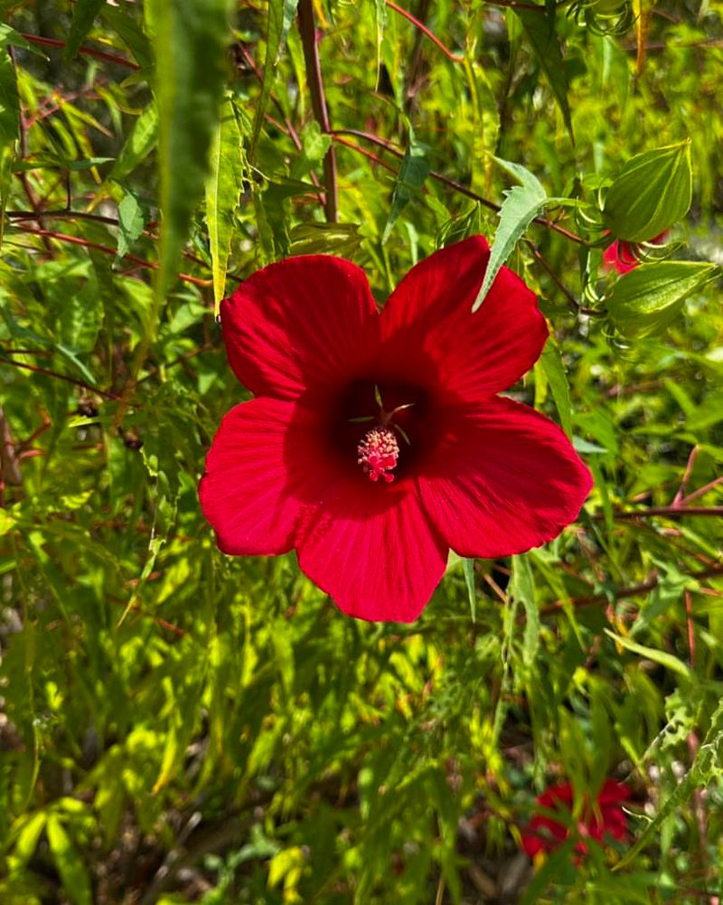 Texas Star Hibiscus