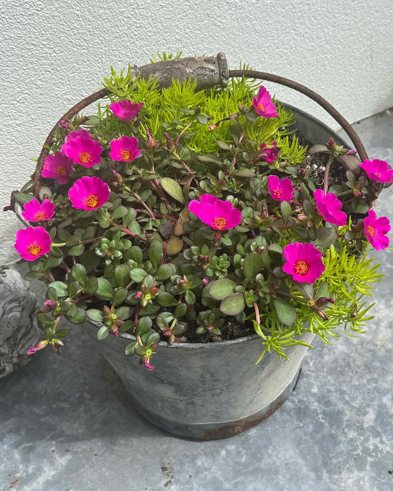 Portulaca Thrives In Full Sun Pots