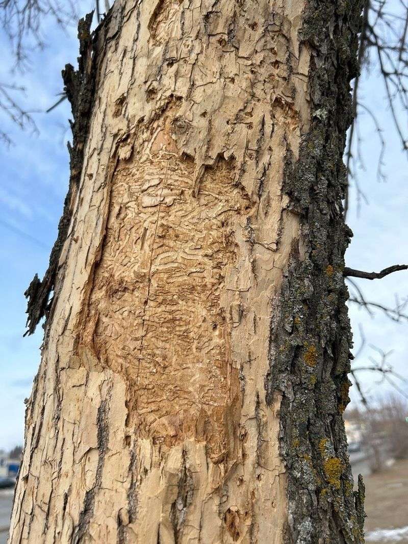 Thinning Canopy And Sparse Leaf Growth Signal Early Trouble