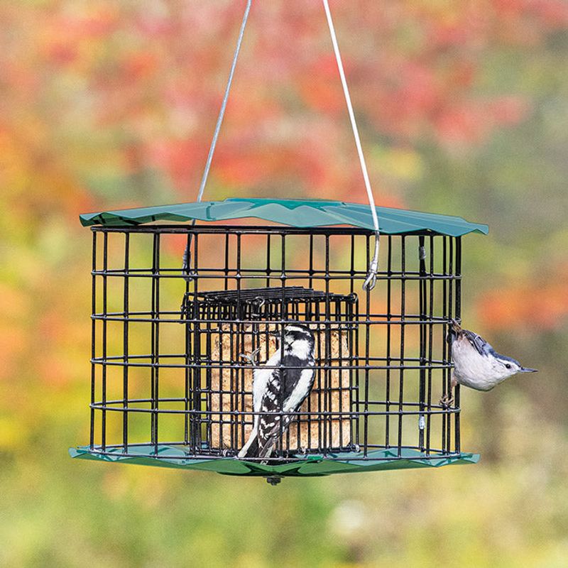 Maintain Bird Feeders Carefully