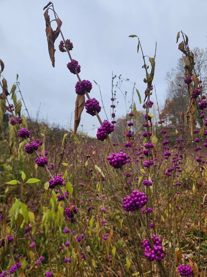 Beautyberry (Callicarpa Americana)