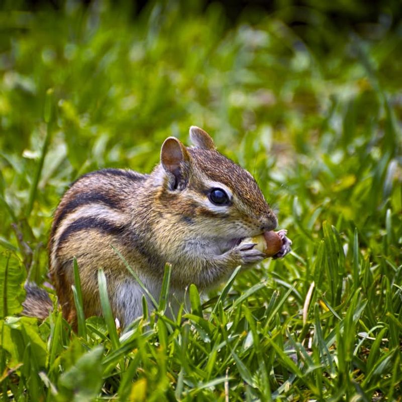 Use Mulches That Discourage Burrowing