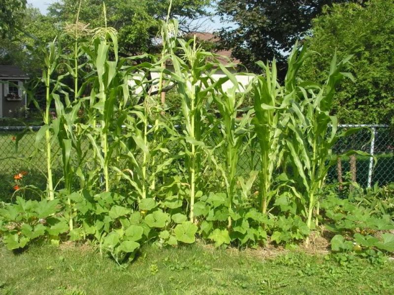 Enhances Soil Structure