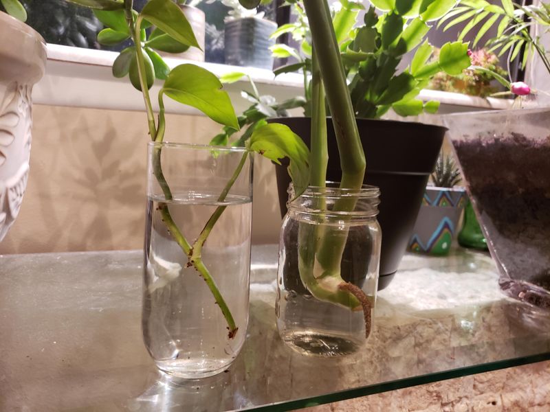 Monstera Cuttings Develop Strong Roots In Bottles