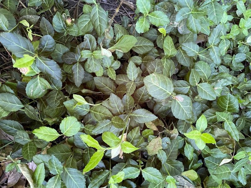 Wintercreeper Forms Thick Mats That Are Hard To Remove