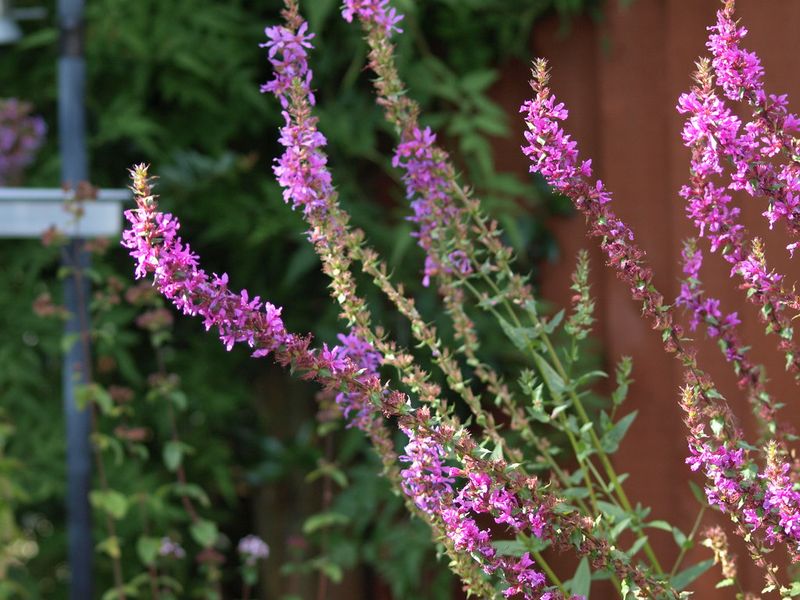 Purple Loosestrife (Lythrum salicaria)