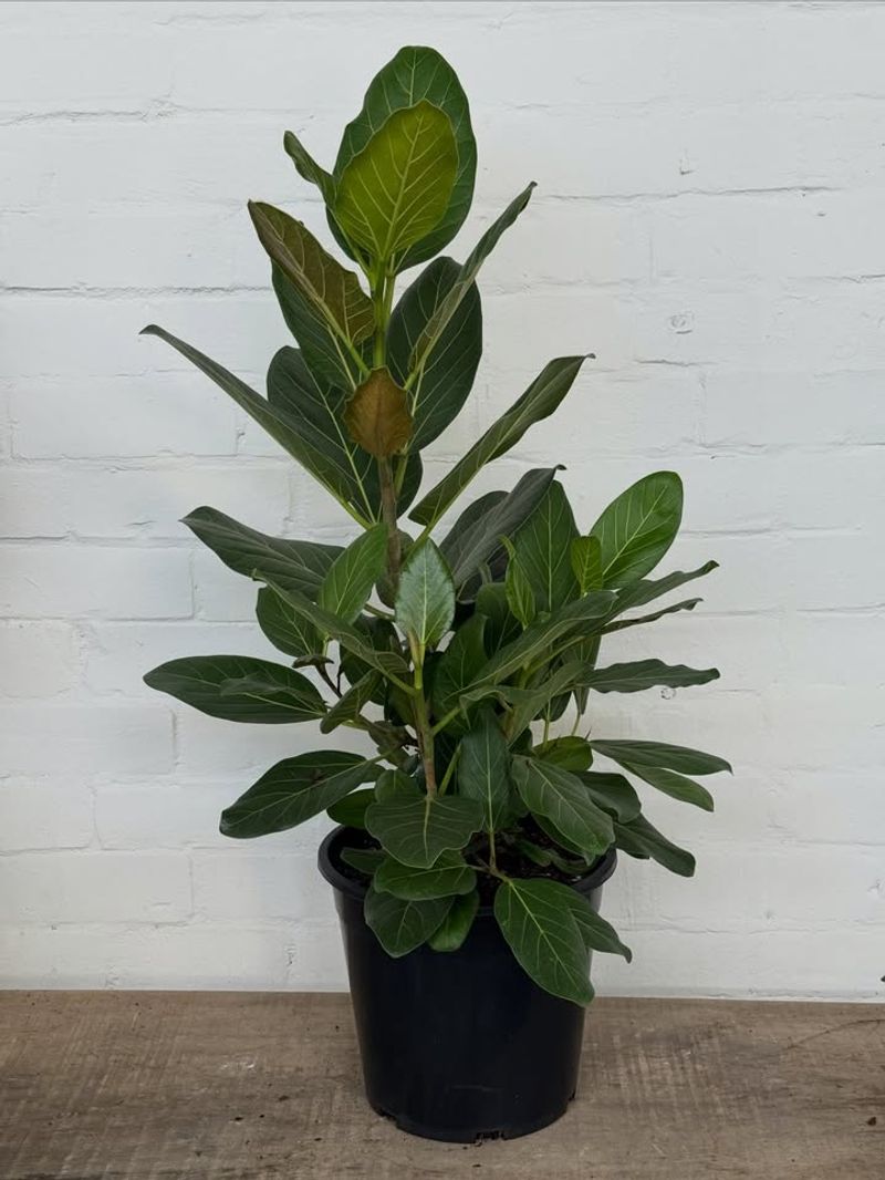 Rubber Plant That Creates A Bold Indoor Presence