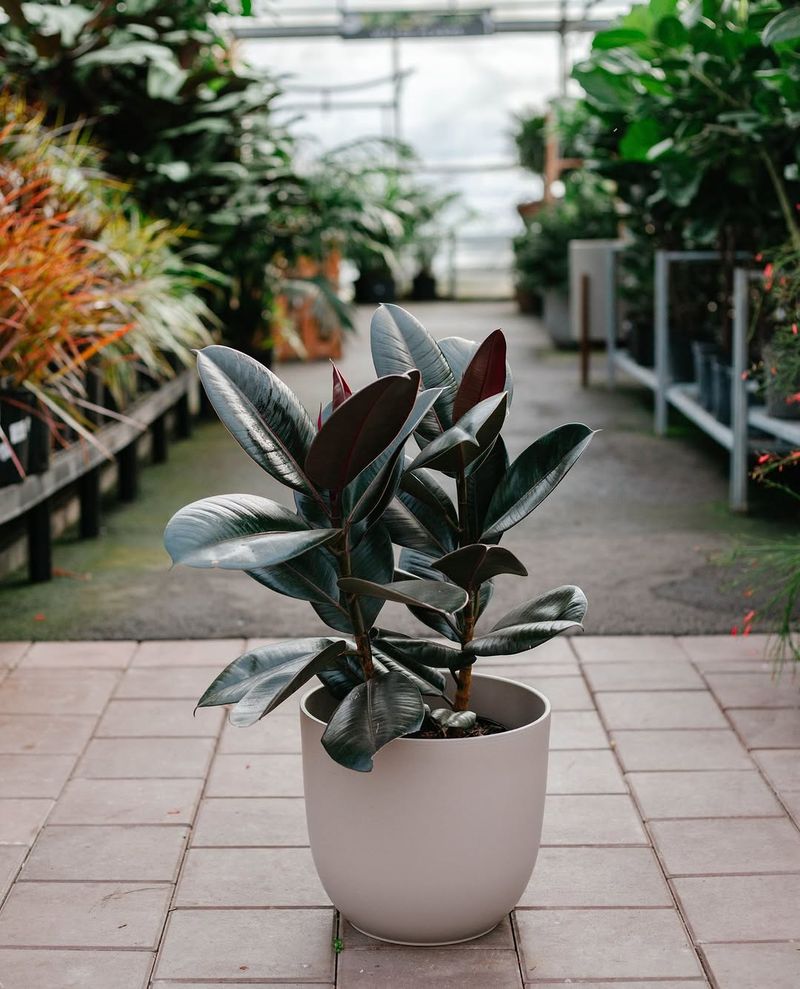 Rubber Plant That Makes A Bold And Air-Friendly Statement