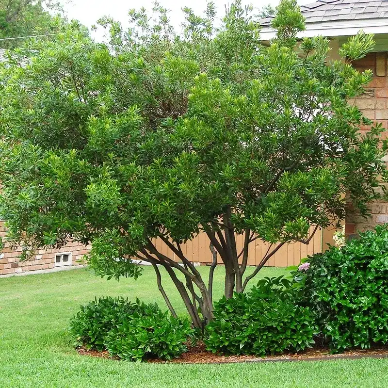 Privet To Wax Myrtle (Morella Cerifera)