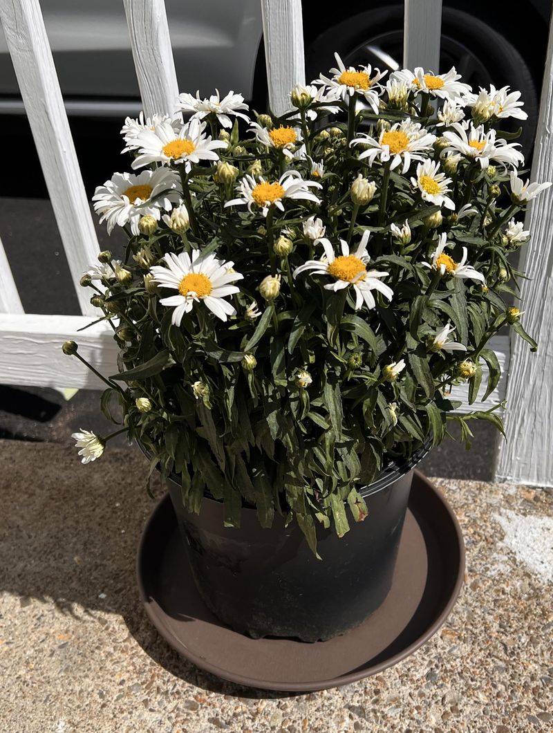 Shasta Daisy Suffers In Heavy, Poorly Drained Soil